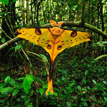 andasibe-rainforest