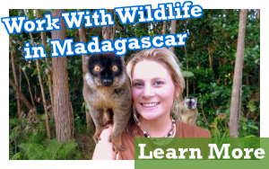 work-with-wildlife-madagascar