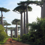 Morondava Day Tour – Baobab Avenue, Kirindy Forest, & Lovers Baobabs Tour