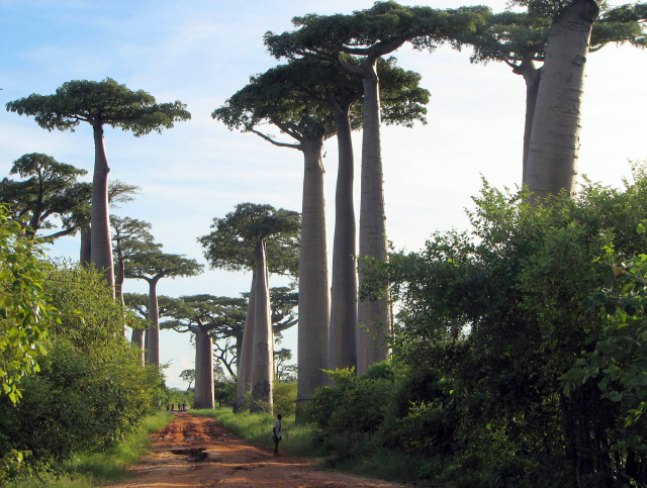 baobab tours morondava
