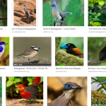 Madagascar Best Birding (Birdwatching) and Panoramic Photography Tour (The Grand Bird Tour of Endemics)