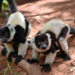 Madagascar Day Tour – Antananarivo and Lemurs
