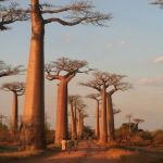West Circuit – Baobab Avenue, Riverboat Voyage, and Rainforests