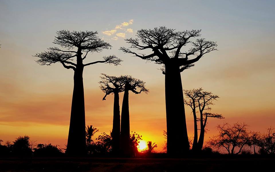 Baobab Avenue Cheap Tour Madagascar. Avenue du baobab best 