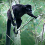 Nocturnal Visit to Black Lemurs Park and Andrafiamena Camp